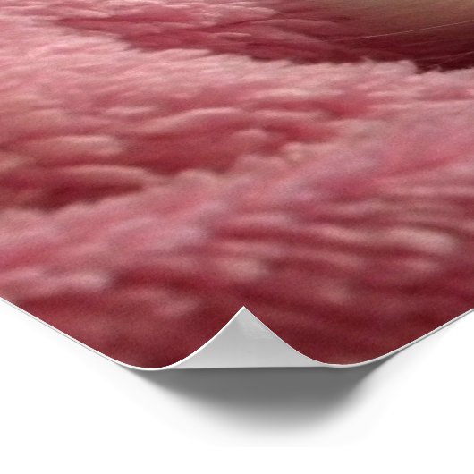 Süßes weiches Kätzchen Poster (Ecke)