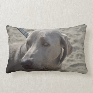 Süßes Weimaraner Lendenkissen