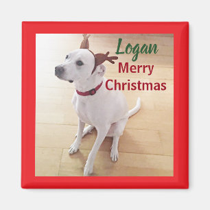 Süßes weißes Rentier-Hundebaby-Foto Weihnachten Magnet