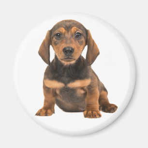 Süßes Welpen-Hund-Liebhaber-Geschenk Dachshund Magnet