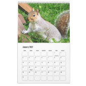 Süßes wildes graues Eichhörnchen (UK) Kalender (Jan 2027)