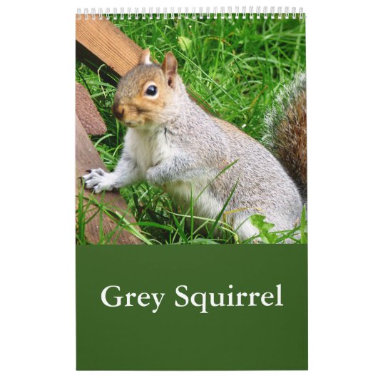Süßes wildes graues Eichhörnchen (UK) Kalender (Titelbild)