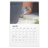 Süßes wildes graues Eichhörnchen (UK) Kalender (Mär 2027)