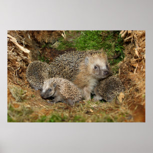 Süßeste Babytiere Igel-Familie Poster
