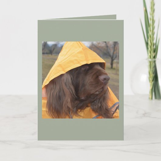 SussexSpaniel wartete den Regen Karte (Vorderseite)