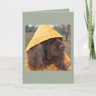 SussexSpaniel wartete den Regen Karte