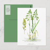 Süßgras Botanik Postkarte (Vorne/Hinten)