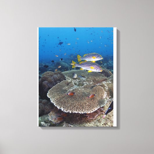 Süßlippenfisch Leinwanddruck (Vorderseite)