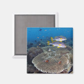 Süßlippenfisch Magnet (Vorderseite/Rückseite)