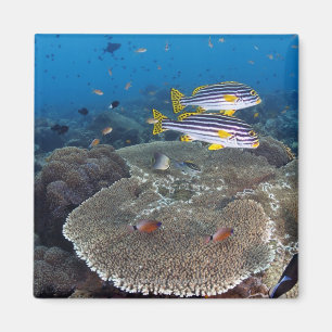 Süßlippenfisch Magnet