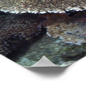 Süßlippenfisch Poster (Ecke)