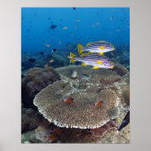 Süßlippenfisch Poster (Vorne)