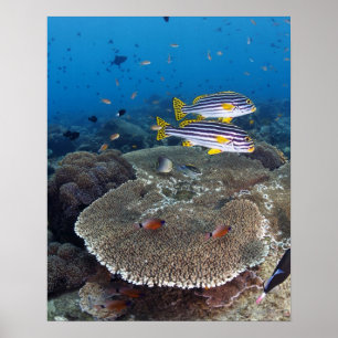 Süßlippenfisch Poster