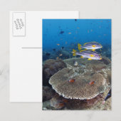 Süßlippenfisch Postkarte (Vorne/Hinten)