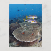 Süßlippenfisch Postkarte (Vorderseite)