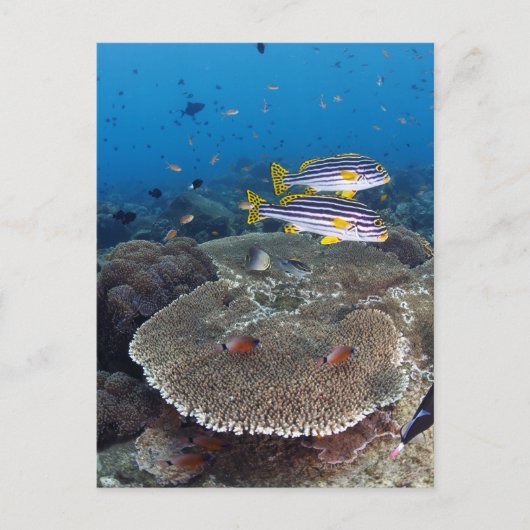 Süßlippenfisch Postkarte (Vorderseite)