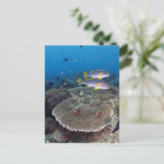 Süßlippenfisch Postkarte (Stehend Vorderseite)