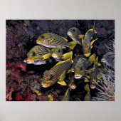 Süßlips Poster (Vorne)