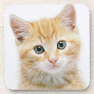 SüßorangeTabby Getränkeuntersetzer