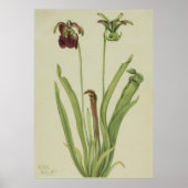 Süßpitcherpflanze (Sarracenia rubra) Poster (Vorne)