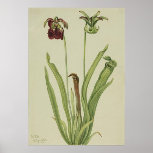 Süßpitcherpflanze (Sarracenia rubra) Poster (Vorne)