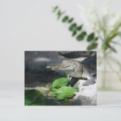 Süßwasser-Krokodil Postkarte (Stehend Vorderseite)