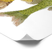 Süßwasserfisch Art Poster (Ecke)