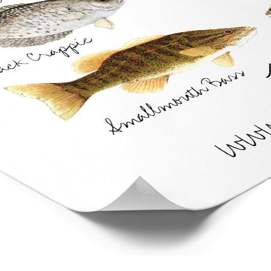 Süßwasserfisch-Poster Poster (Ecke)