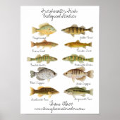 Süßwasserfisch-Poster Poster (Vorne)