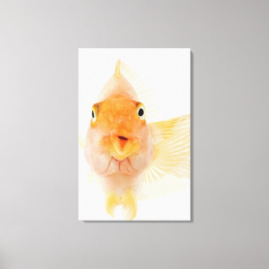 Süßwasserfische Leinwanddruck (Vorderseite)