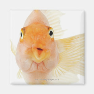 Süßwasserfische Magnet