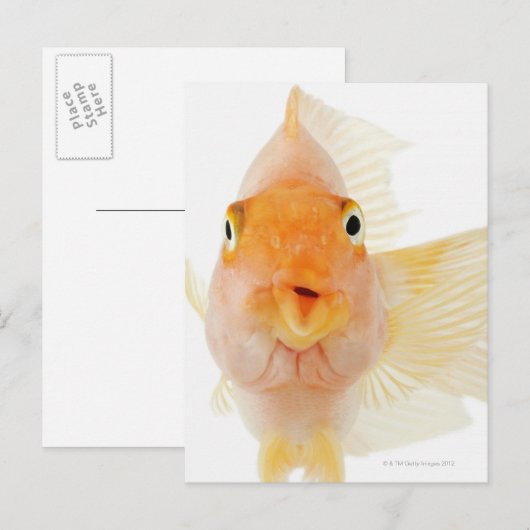 Süßwasserfische Postkarte (Vorne/Hinten)