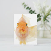 Süßwasserfische Postkarte (Stehend Vorderseite)