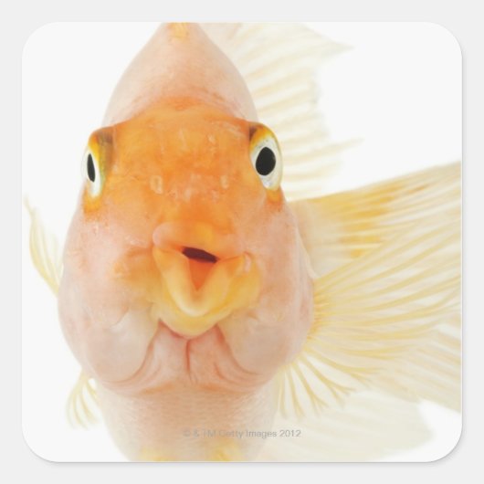 Süßwasserfische Quadratischer Aufkleber (Vorderseite)