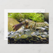 Süßwasserkrebs Postkarte (Vorne/Hinten)
