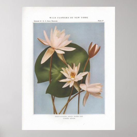 Süßwasserlilie - Castalia odorata Poster (Vorne)