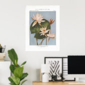 Süßwasserlilie - Castalia odorata Poster (Heimbüro)