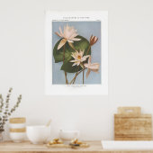 Süßwasserlilie - Castalia odorata Poster (Küche)