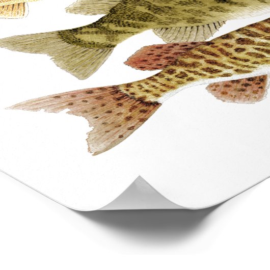 Süßwasserpreise Poster (Ecke)