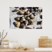 Süßwasserschnecken (texturiert) poster (Küche)