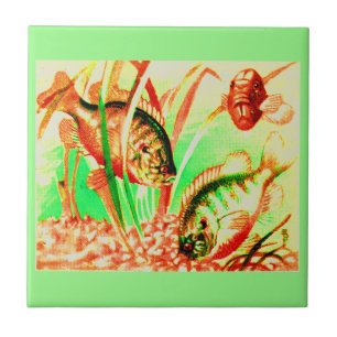 Süßwassersonne Fliese