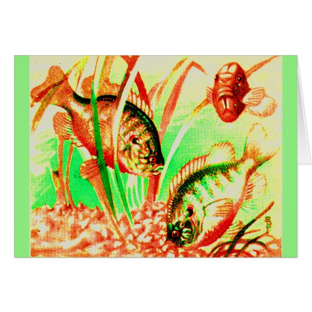 Süßwassersonnenfisch (Vorderseite (Horizontal))