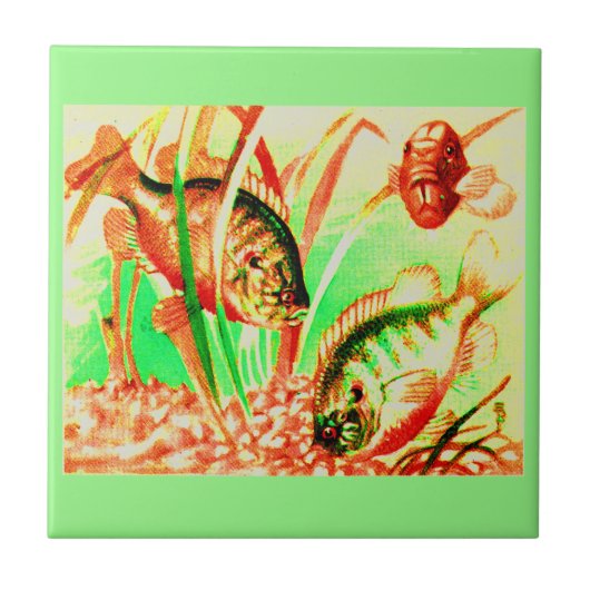 Süßwassersonnenfisch Fliese (Vorderseite)