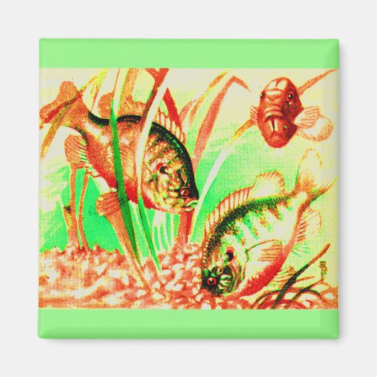 Süßwassersonnenfisch Magnet (Vorne)