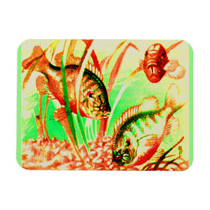 Süßwassersonnenfisch Magnet