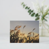 Susuki (Japanisches Pampasgras) Postkarte (Stehend Vorderseite)