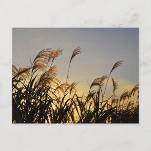 Susuki (Japanisches Pampasgras) Postkarte