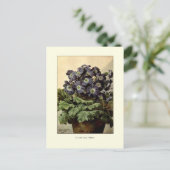 Suttonen-Blauer Primula Postkarte (Stehend Vorderseite)