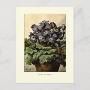 Suttonen-Blauer Primula Postkarte