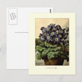 Suttons blaue Primel Postkarte (Vorne/Hinten)
